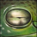 Augenblick eines Korallenfinger-Laubfrosches; Acryl auf Leinwand;
30 x 30 cm